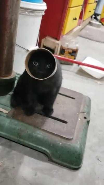 One of my shop kittens got himself into a funny situation and I couldn't stop laughing.