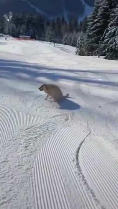 DASHING THROUGH THE SNOW