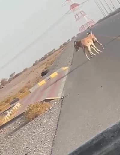 a donkey forces stubborn friend off of dangerous roadway.