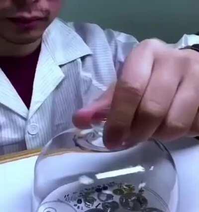 A man dismantles a Rolex and then puts it back together