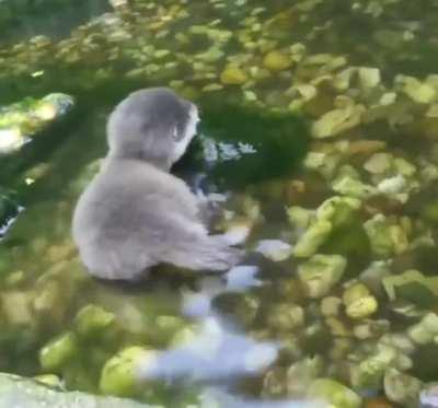 Baby otter's first time in the water