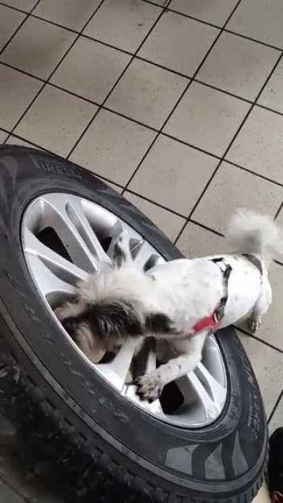 Owner's dog is helping catching the air escaping for the tyre