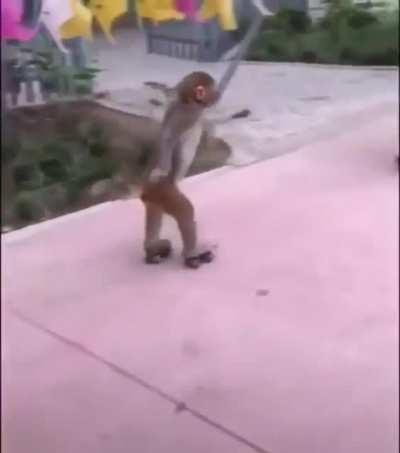 Skating monkey