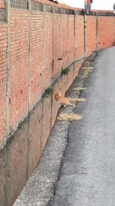 This Cat making the most precise jump ever