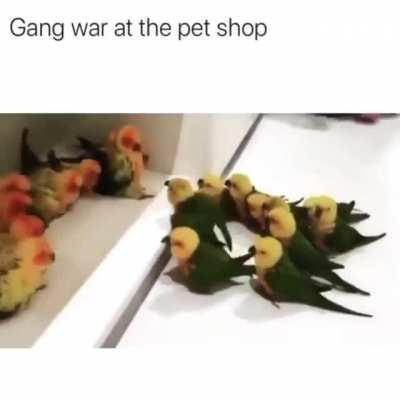 Gang wars