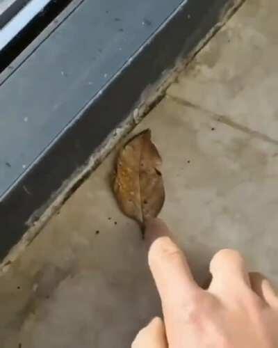 Camouflaged butterfly looks like a regular leaf