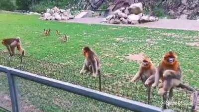 More golden snub nosed monkeys!