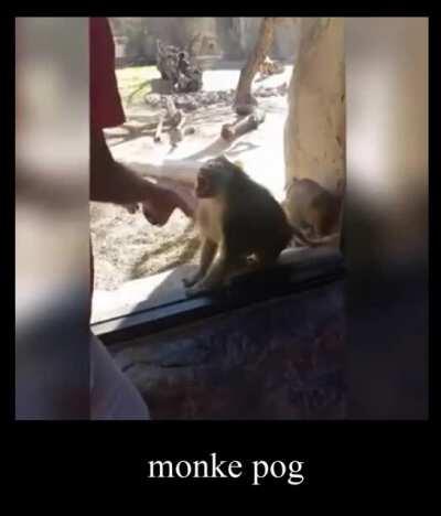 The monke is pogging