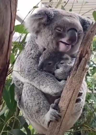 Koala hugging its baby to sleep.