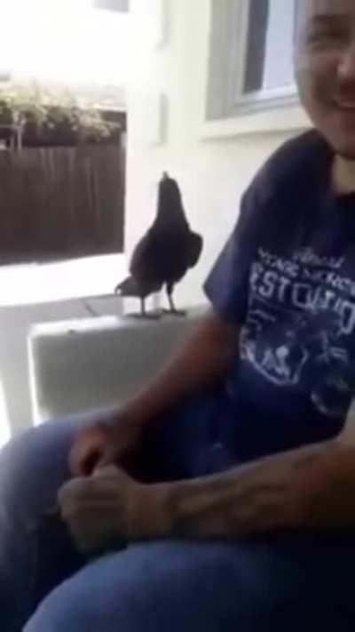 Crows are incredibly intelligent. But not very polite. (Better with sound on)