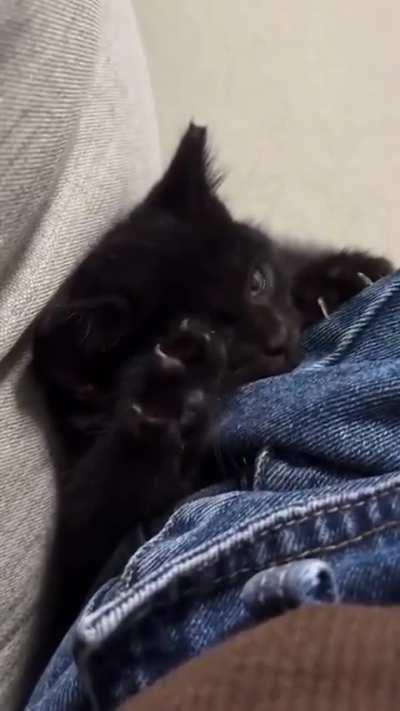 Smol void plotting world domination...