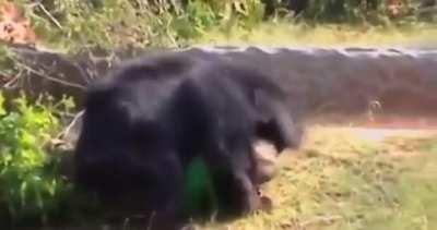 Sloth bear attack in Tamil Nadu Forest 2022