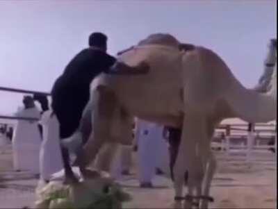 WCGW trying to jump over a camel