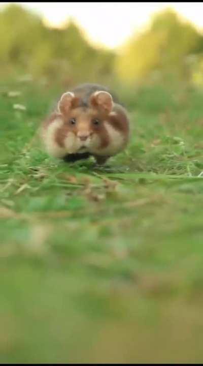 Meet Cute European Hamster