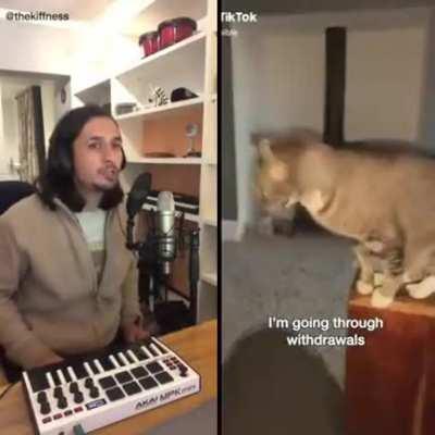 Sneezing cat song