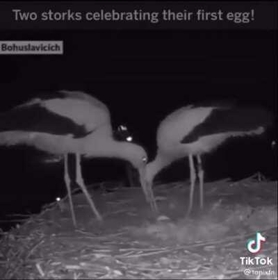 When someone brings the Storks a baby....