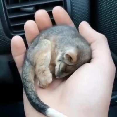 Baby ringtail possum rescued by a farmer