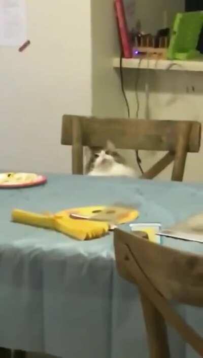 Blursed cat