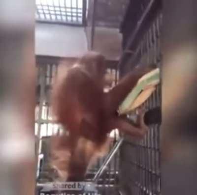 Smart Orangutan building her own hammock