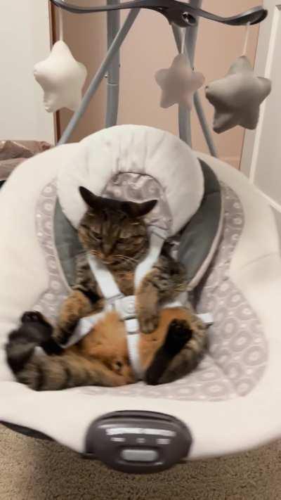 My wife wanted to test the new baby swing. At least we know the cat likes it.