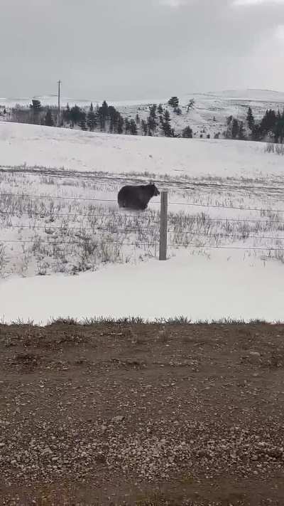 🔥 Grizzly Bear Charges Through a Fence to Attack Truck