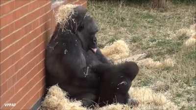 Biddy, an elderly Gorilla, entertaining her baby grandson