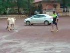 Cow playing football. Watch till end.