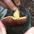 Instant oxidation of a mushroom