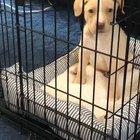 My new puppy hates being trapped in his crate (that he walked into on his own and can leave at any time)