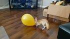 Fennec and balloon