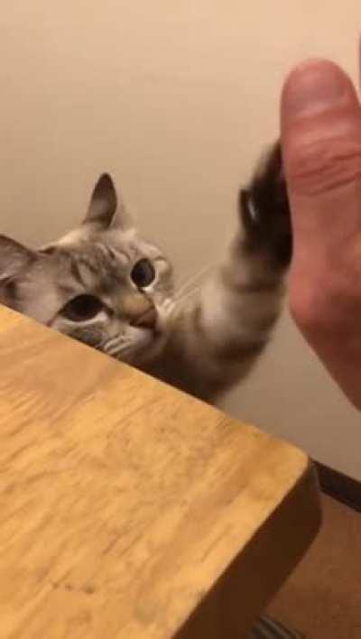 kitty high-five