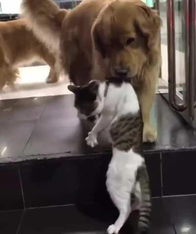 Dog saves cat from an altercation