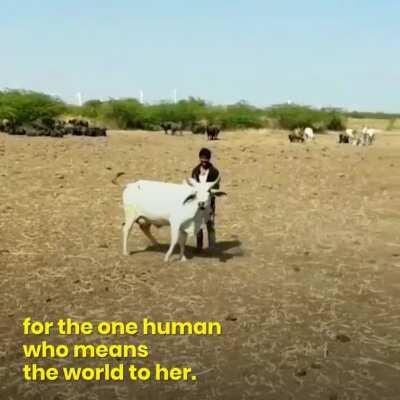 Cow protects owner