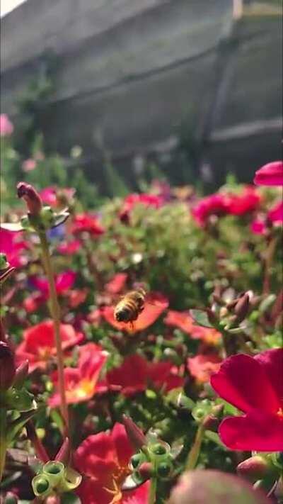 The more time I spend around bees in my garden, the more I love discovering their little personalities 🐝