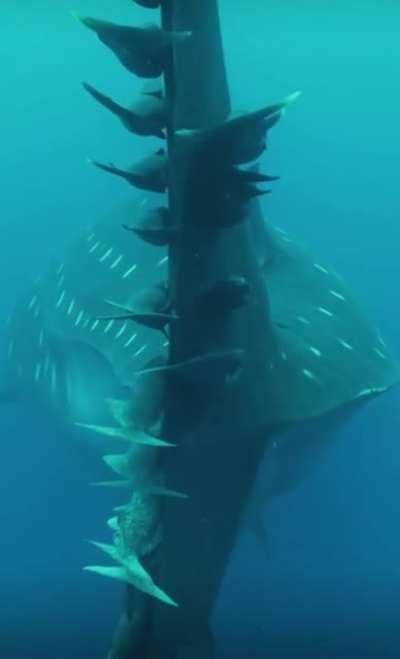 Remoras hitchhiking on the tail of a whale shark