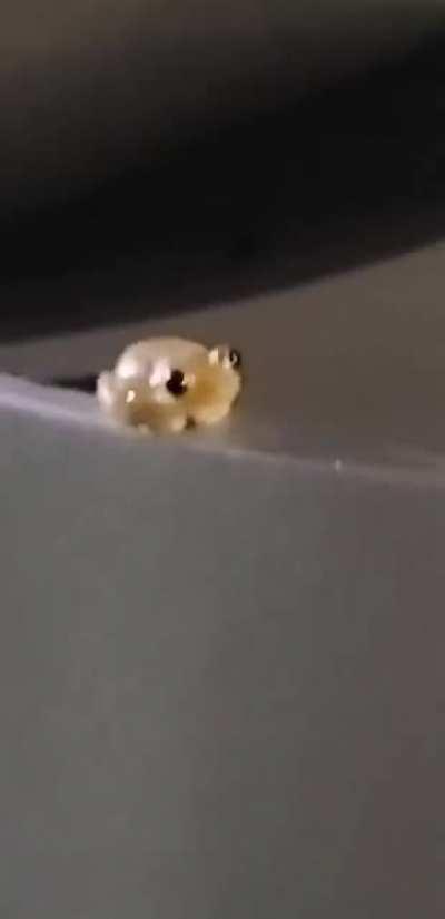 What big eyes...