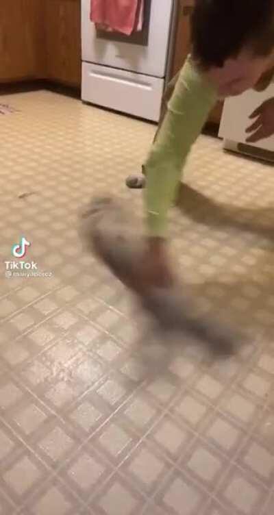 haha cat go spin