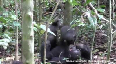 🔥 Mama chimp plays airplane with her kid