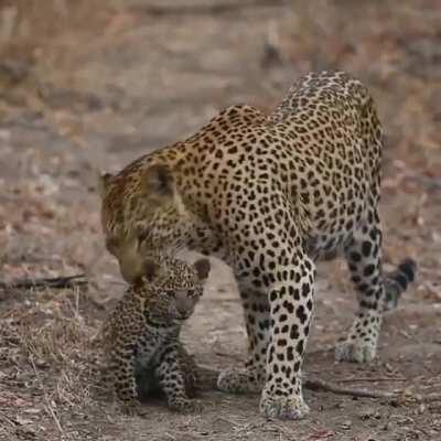 Momma leopard with her adorable cub