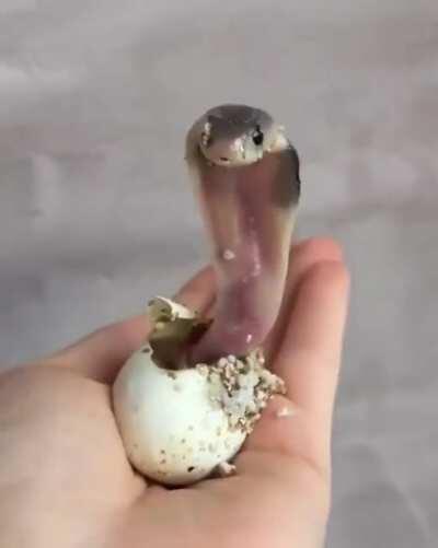 Baby King Cobra