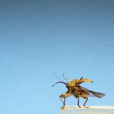 🔥 Curculion weevil unfolding it's hardy elytra Wings