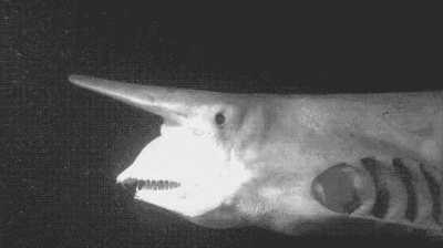 Slow motion video of a Goblin Shark thrusting it’s jaw out to capture it’s prey