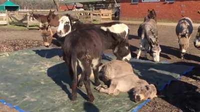 Donkeys mourning the loss of their friend.