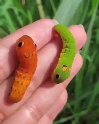 These Swallowtail Caterpillars look like real life Pokemon