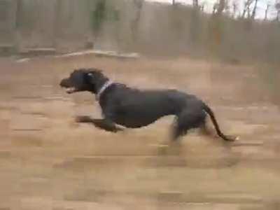 A Great Dane loping along at 30mph