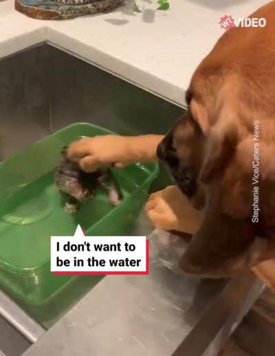 Dog assures and soothes tiny kitten during bathtime