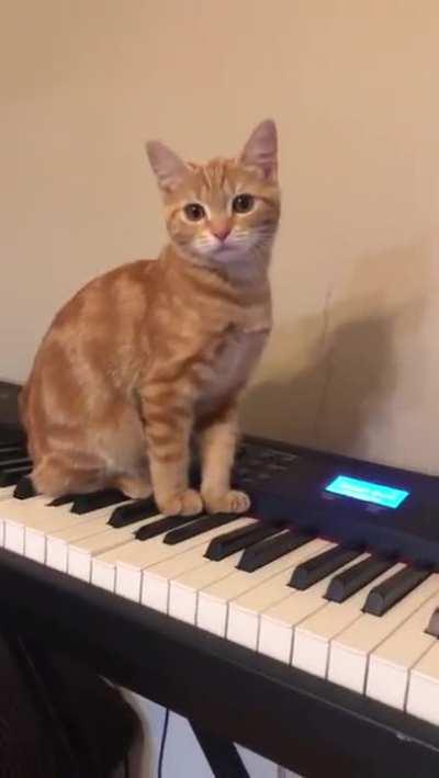 Cats are the best musicians