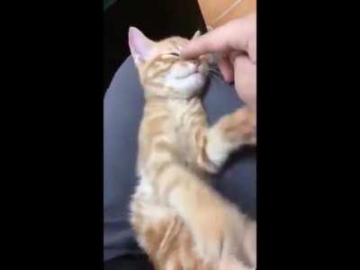 Look at this happy kitty making air biscuits.