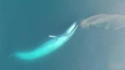 Blue Whale Feeds On Krill Patch