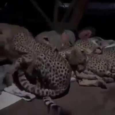 An experiment at a wildlife sanctuary in South Africa, volunteer Dolph Volker with 3 female cheetahs